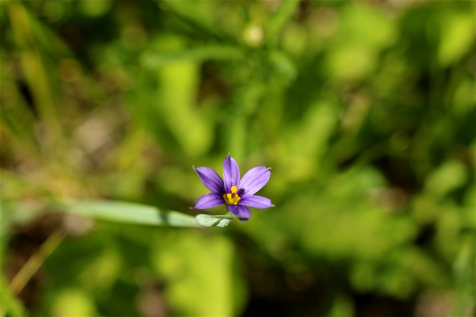 20220630-FS-GP-Sisyrhinchium idahoence-Lost Meadow Ken Meyer