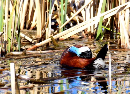 Ruddy duck at Seedskadee National Wildlife Refuge
