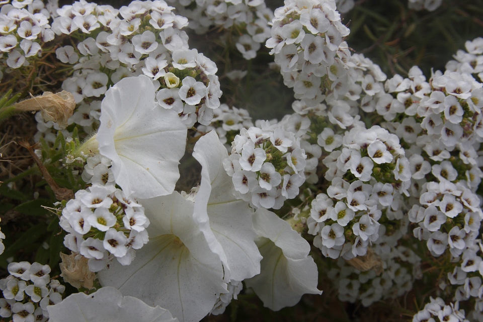 mountain wildflowers