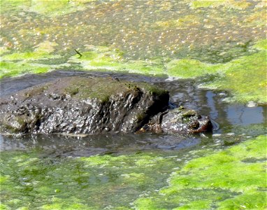 Swimming Snapper photo