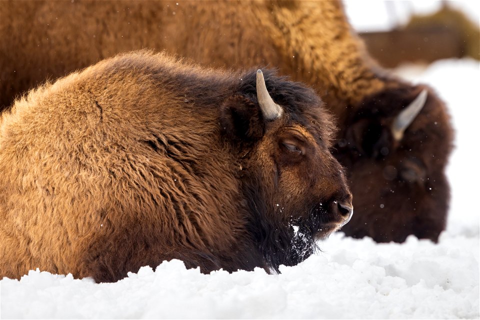 Wood bison in the snow