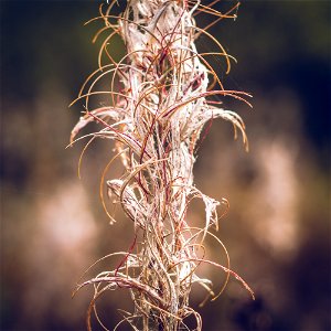 Dried plant photo