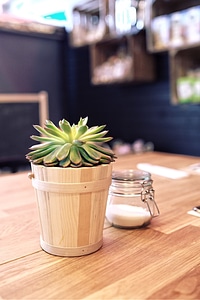 Small fresh green succulent in a little wooden pot wooden table photo
