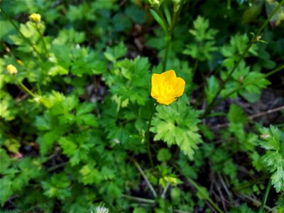 Buttercup, Mt. Baker-Snoqualmie National Forest. Photo by Anne Vassar June 1, 2021.