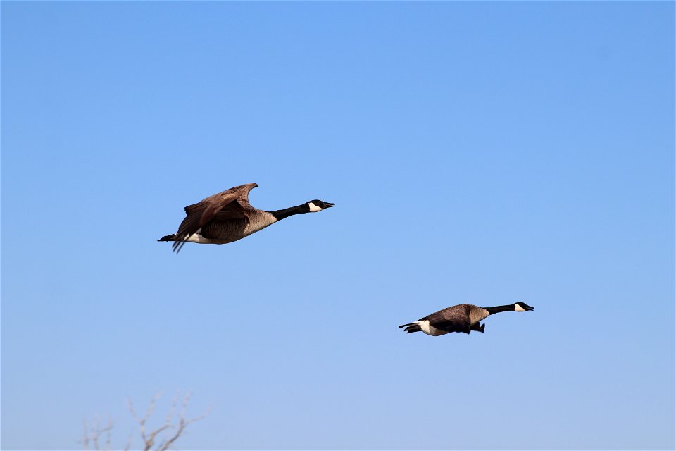 Canada Geese Flying Owens Bay Lake Andes National Wildlife Refuge South Dakota