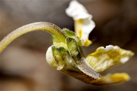 Viola nuttallii