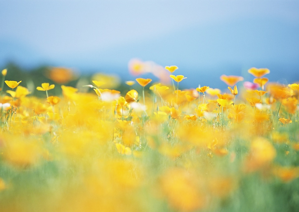 Beautiful butterfly on yellow cosmos flower