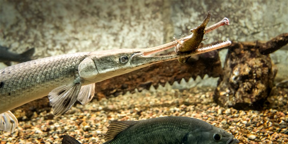 Longnose Gar Eating a Rainbow Trout