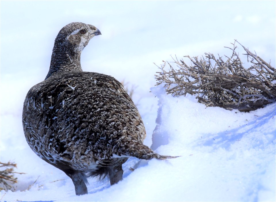 Greater sage-grouse on Seedskadee National Wildlife Refuge