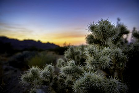 Cholla cactus at sunset near North Backcountry Board photo