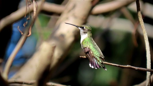 Ruby-throated Hummingbird
