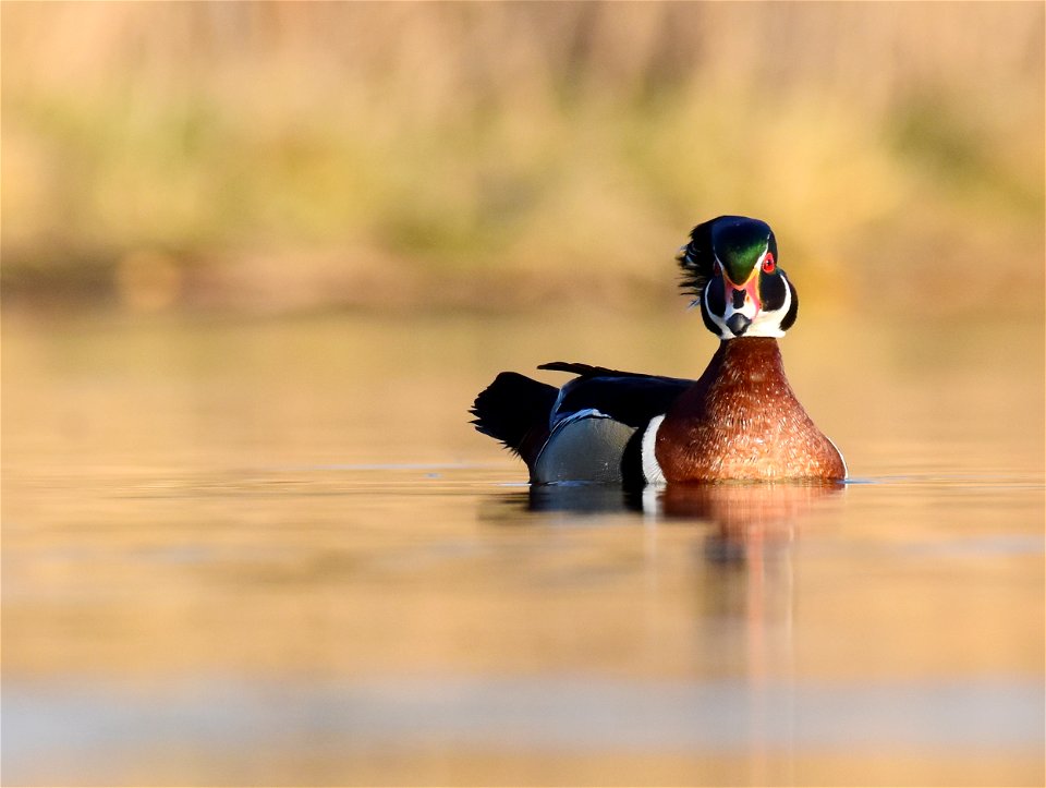 Wood duck at Seedskadee National Wildlife Refuge