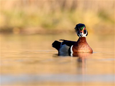 Wood duck at Seedskadee National Wildlife Refuge photo