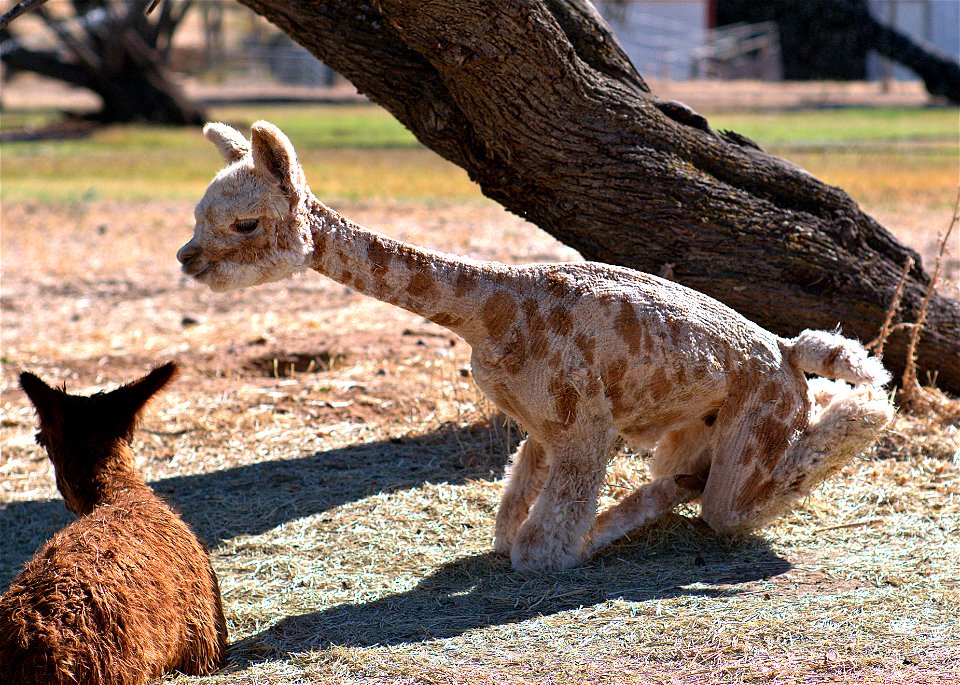 Journey the Giraffe