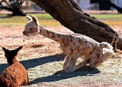 Journey the Giraffe