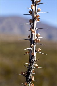 Fouquieria splendens