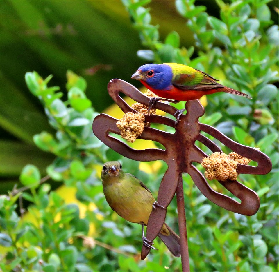 Painted Buntings enjoying millet.