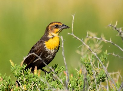 Yellow headed blackbird at Seedskadee National Wildlife Refuge