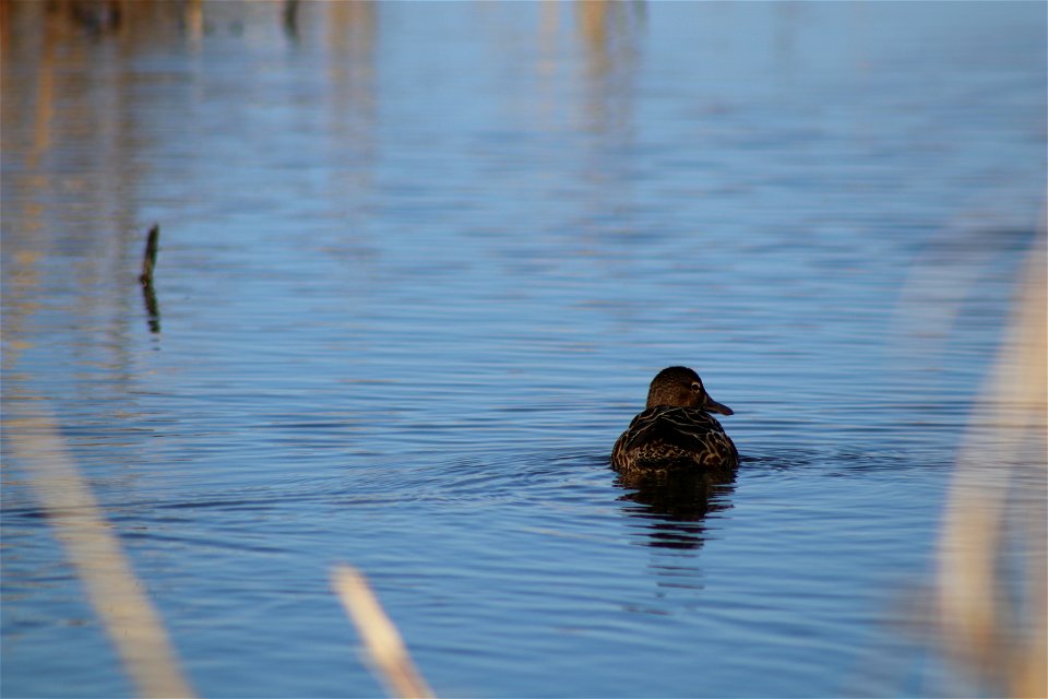 Blue-winged teal Owens Bay Lake Andes National Wildlife Refuge South Dakota