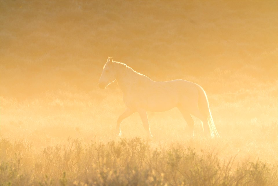 Wild Horses on the Buckhorn Byway