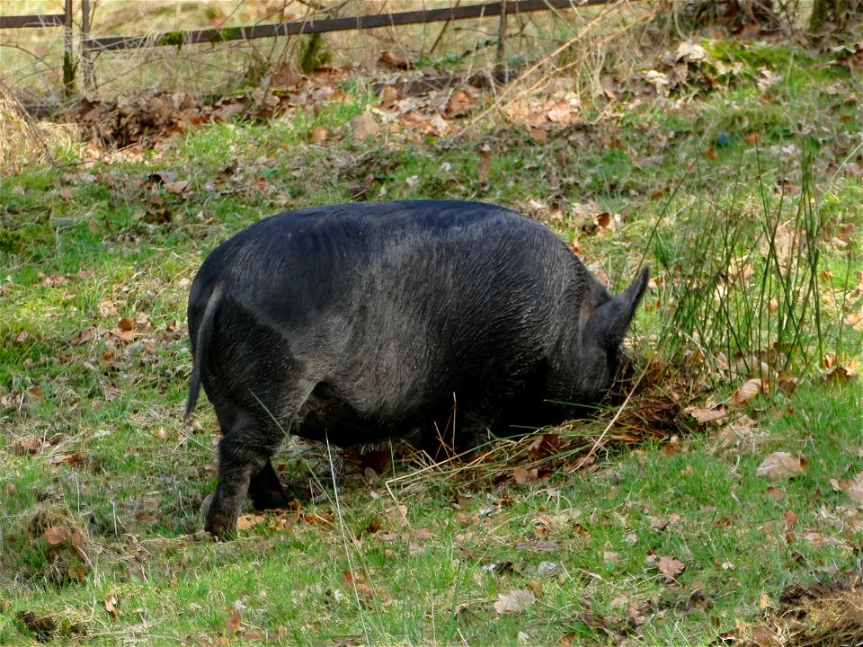 Truffle Hunter photo