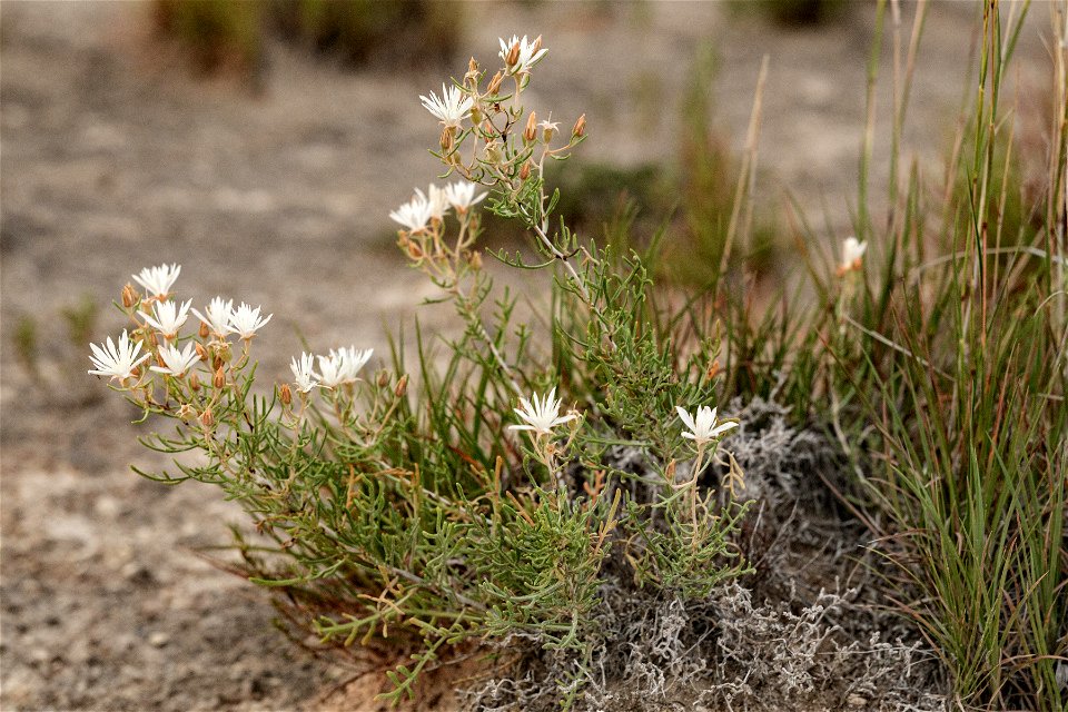 Mentzelia humilis humiliss humilis</i>
