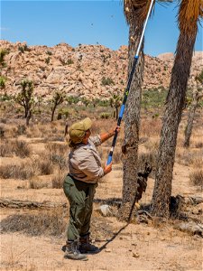 Urban Conservation Corp Members Collecting Joshua Tree Fruit photo