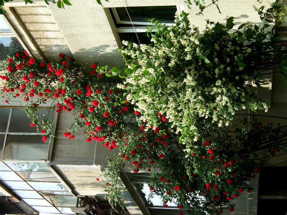 trandaf-bis2009_0517_105630