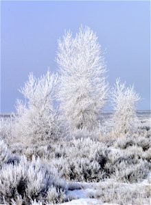 Hoar Frost photo