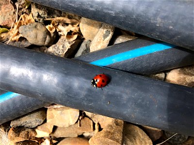 2022/365/183 Why Did the Ladybug Cross the Hose?