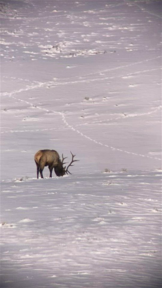 Scope footage on the National Elk Refuge