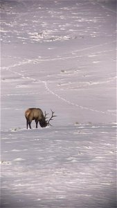 Scope footage on the National Elk Refuge