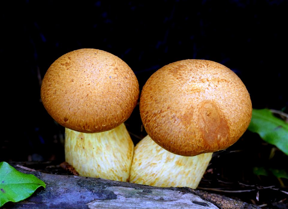 Gymnopilus junonius.