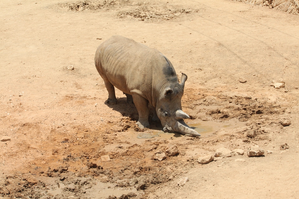 Rhinoceros nature horn photo