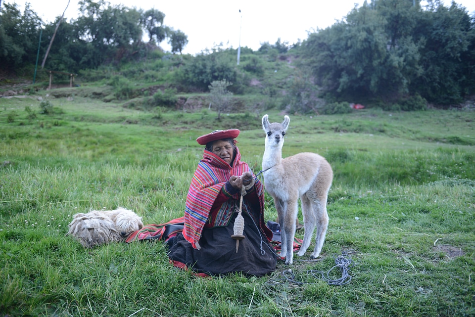 Native Peruvian woma with her lama animal in Sacred Valley