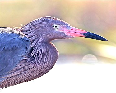 190 - TRICOLORED HERON  (02-21-2023) world birding center, south padre island, cameron co, tx -02