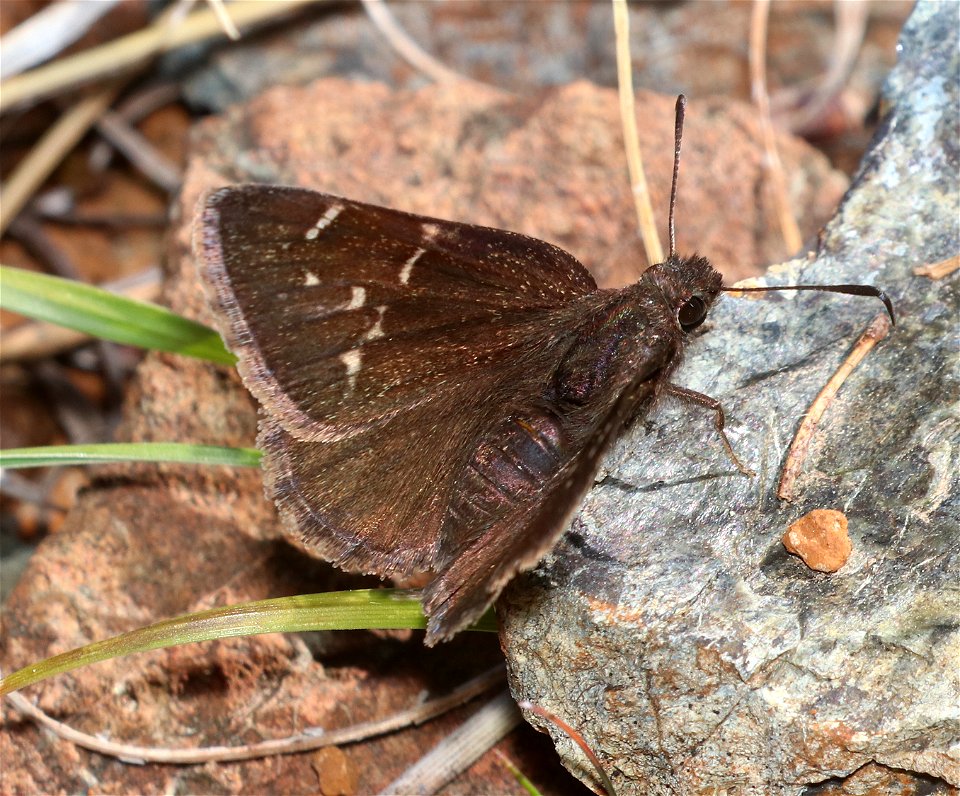CLOUDYWING, WESTERN (Thorybes diversus) (6-3-2021) low divide road, del norte co, ca -04