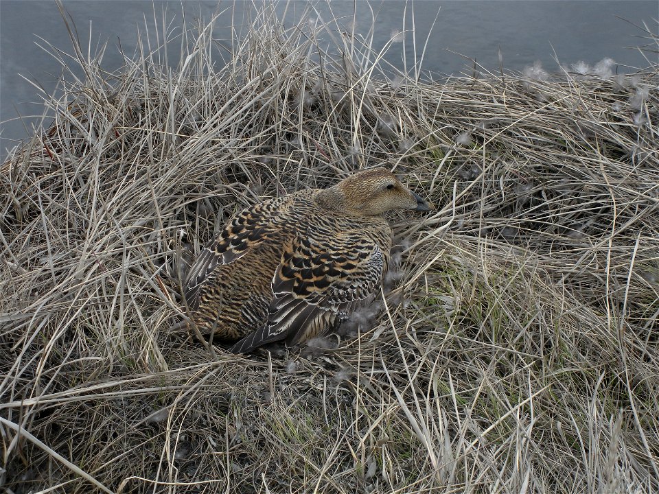 Common eider incubating photo