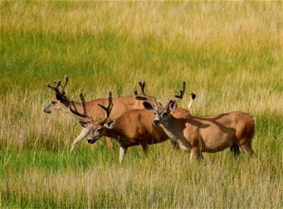 Mule deer at Seedskadee National Wildlife Refuge photo