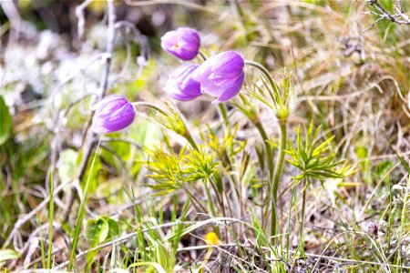 Pasqueflower along the Lower Blacktail Trail photo