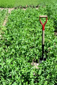 Forage Pea