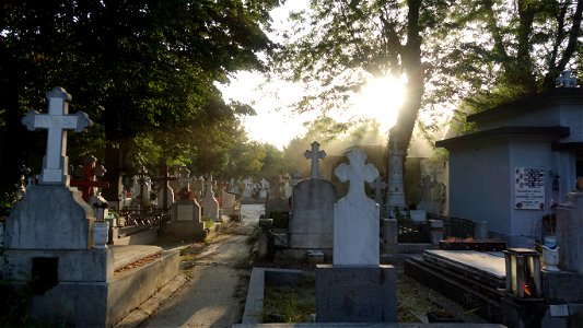 SfVineri_cemetery2021_0728_063511(1) photo
