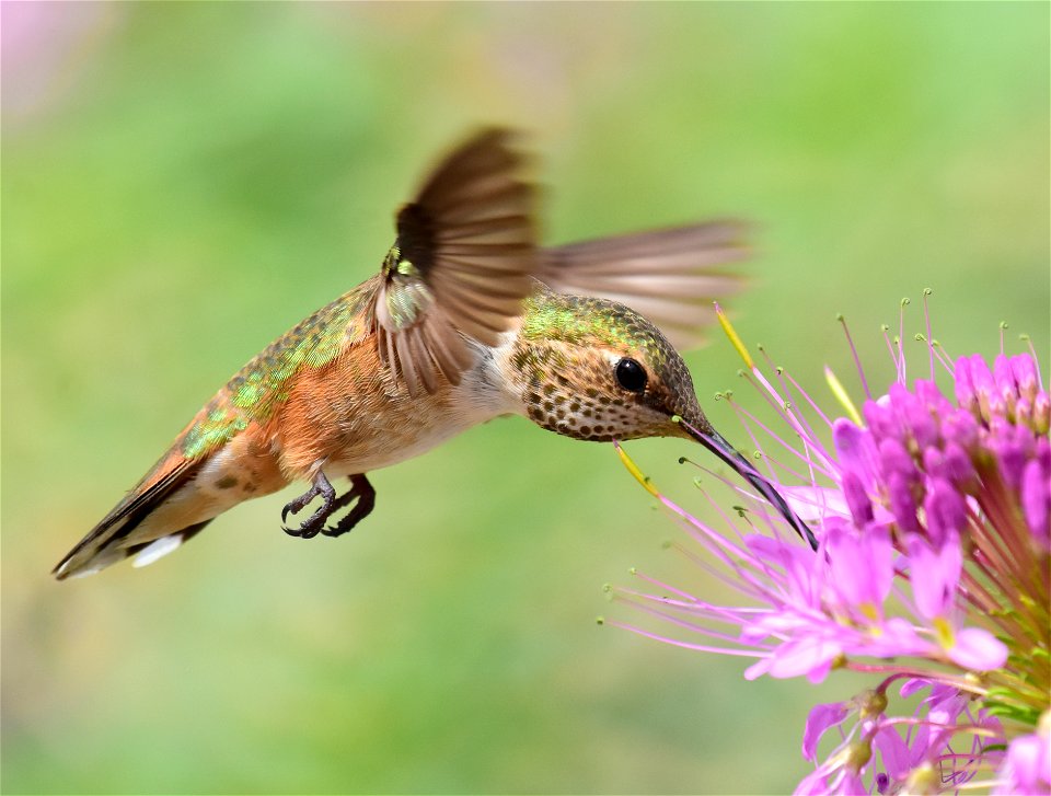 Rufous hummingbird at Seedskadee National Wildlife Refuge