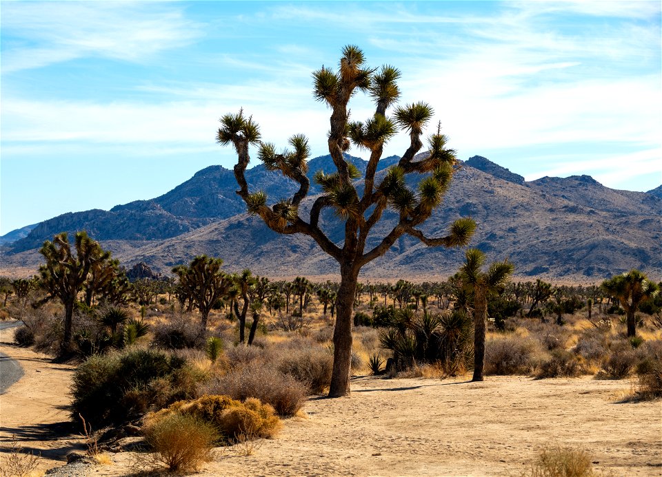 Joshua Tree National Park