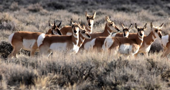 Pronghorn at Seedskadee National Wildlife Refuge photo