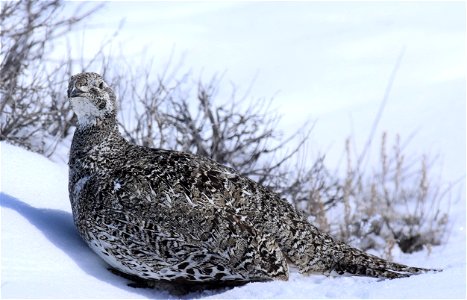 Greater sage-grouse on Seedskadee National Wildlife Refuge
