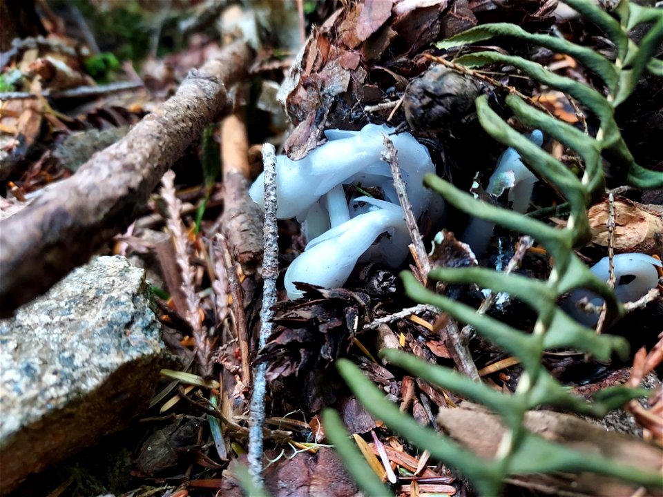 Ghost plant, Mt. Baker-Snoqualmie National Forest. Photo by Anne Vassar July 21, 2021.