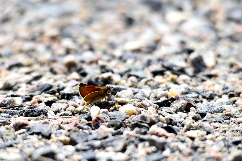 Essex skipper butterfly