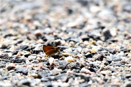 Essex skipper butterfly photo