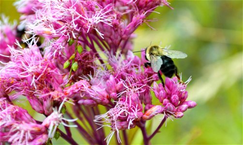 Landing bumble bee